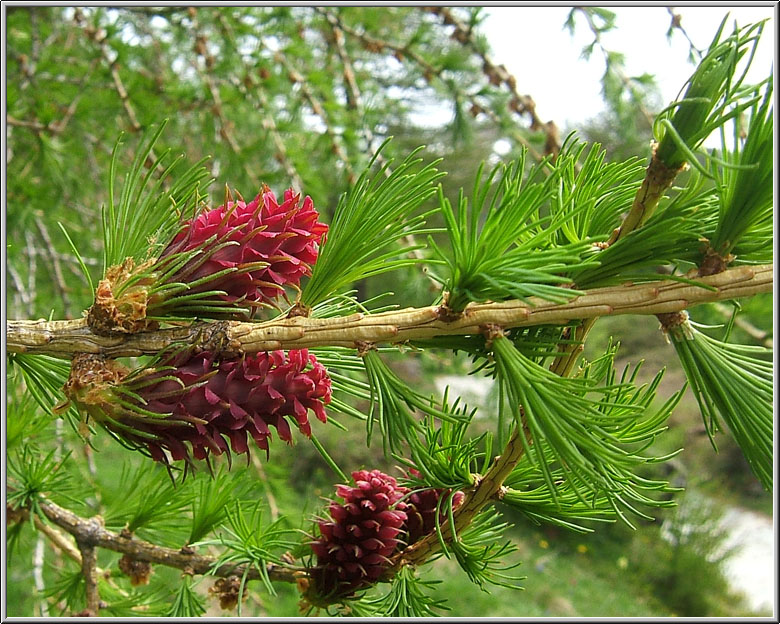 Safari botanico all''Alpe Devero